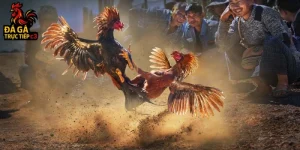 Cựa sắt và cựa dao là gì