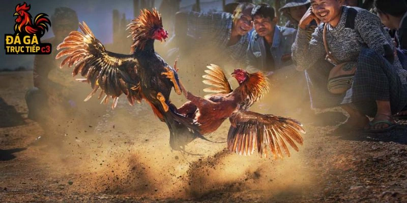 Cựa sắt và cựa dao là gì