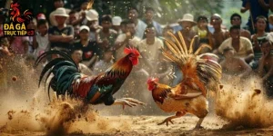 Gà nảy nòi là gì