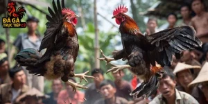 Giống gà đá tốt nhất