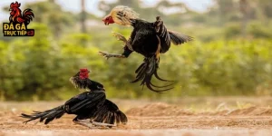 Thomo là ở đâu