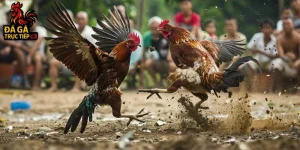 Trang chơi đá gà mạng uy tín
