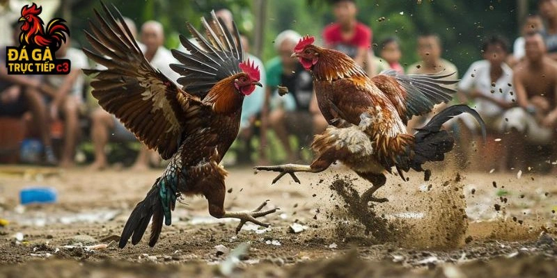 Trang chơi đá gà mạng uy tín